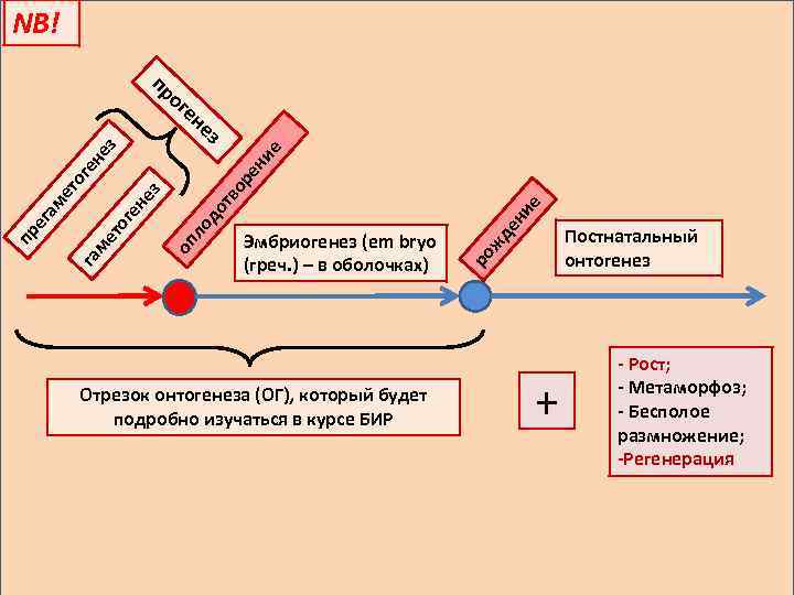 NB! ог ен Отрезок онтогенеза (ОГ), который будет подробно изучаться в курсе БИР жд