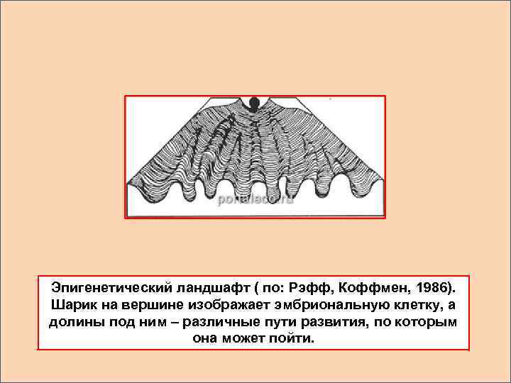 Эпигенетический ландшафт уоддингтона рисунок