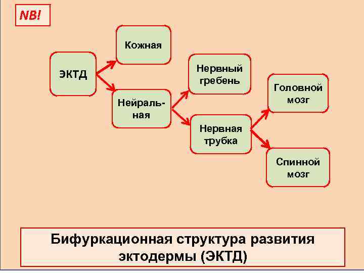 NB! Кожная Нервный гребень ЭКТД Нейральная Головной мозг Нервная трубка Спинной мозг Бифуркационная структура