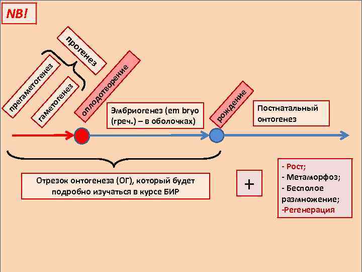 NB! ог ен Отрезок онтогенеза (ОГ), который будет подробно изучаться в курсе БИР жд