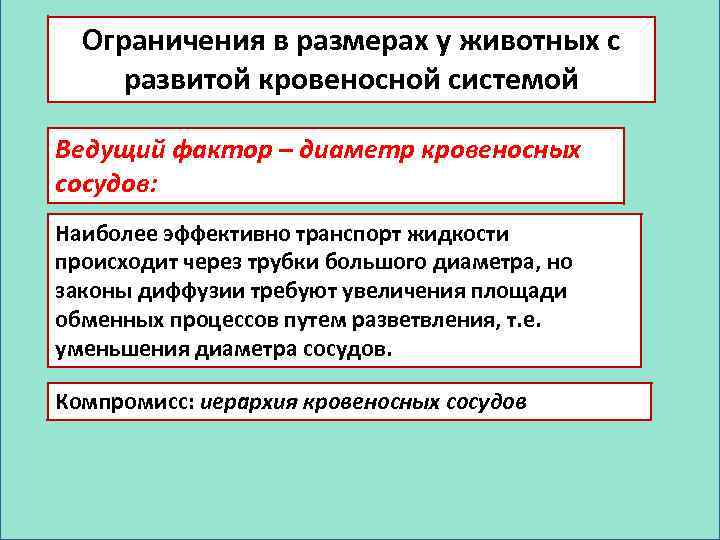 Ограничения в размерах у животных с развитой кровеносной системой Ведущий фактор – диаметр кровеносных