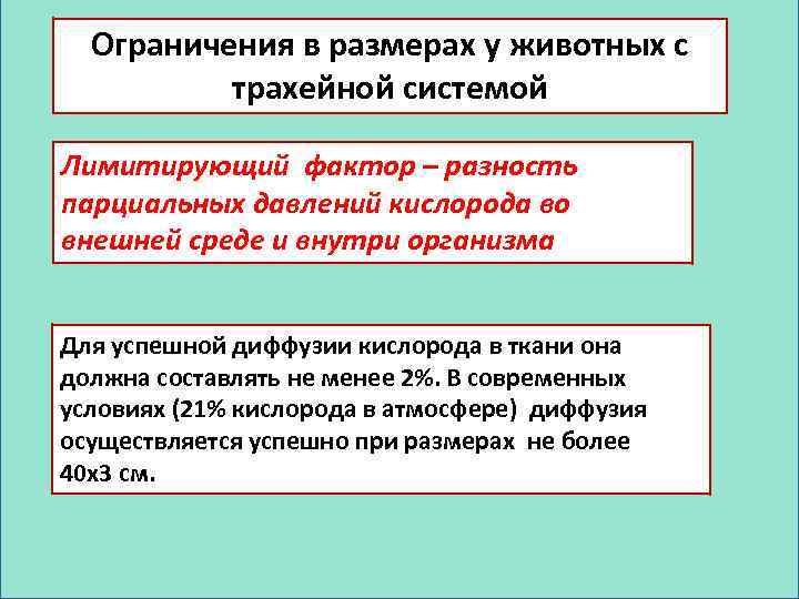 Ограничения в размерах у животных с трахейной системой Лимитирующий фактор – разность парциальных давлений