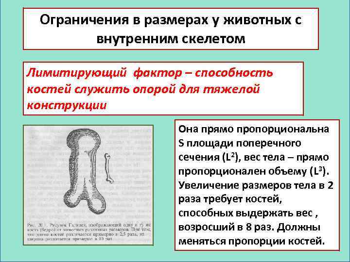 Ограничения в размерах у животных с внутренним скелетом Лимитирующий фактор – способность костей служить