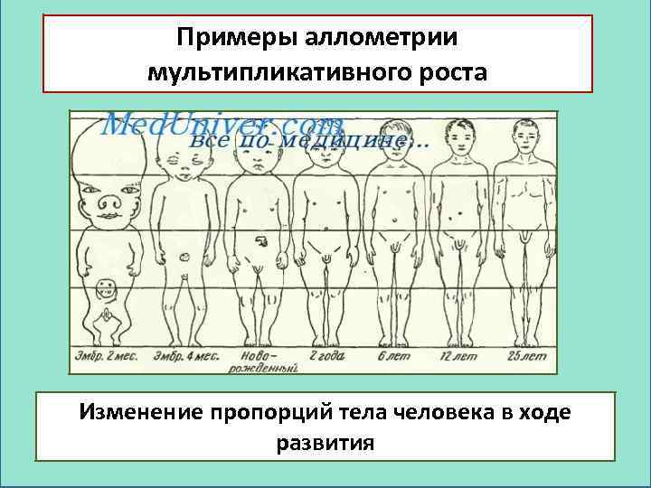 Презентация рост человека. Изменение пропорций тела с возрастом. Аллометрия роста.