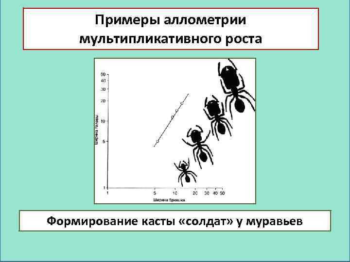 Примеры аллометрии мультипликативного роста Формирование касты «солдат» у муравьев 