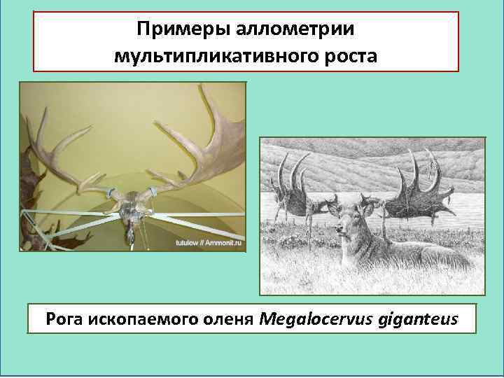 Примеры аллометрии мультипликативного роста Рога ископаемого оленя Megalocervus giganteus 