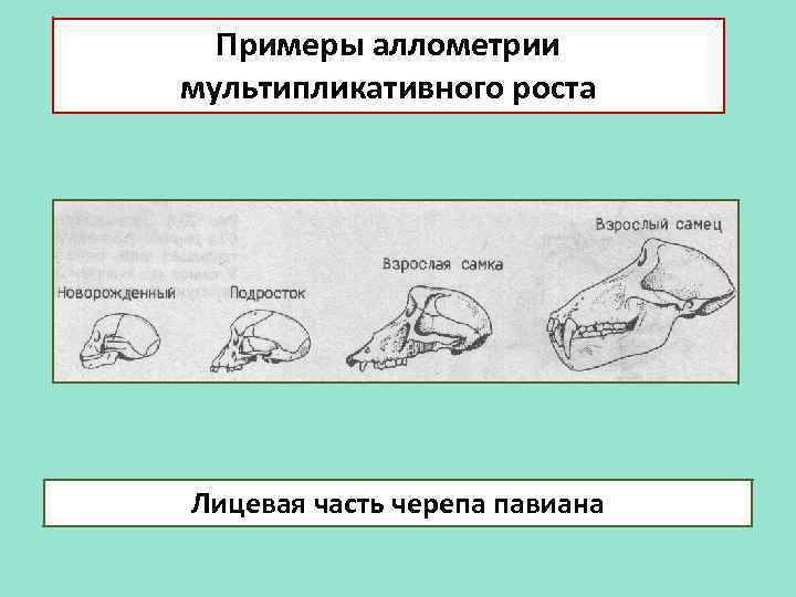 Примеры аллометрии мультипликативного роста Лицевая часть черепа павиана 