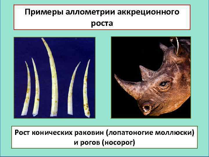 Примеры аллометрии аккреционного роста Рост конических раковин (лопатоногие моллюски) и рогов (носорог) 