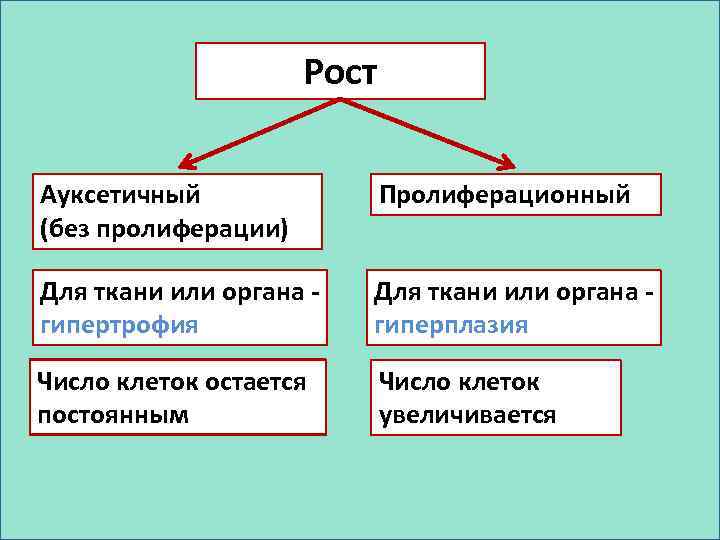 Рост характеризуется. Пролиферационный рост. Пролиферауицонный рост. Рост ауксентичный и пролиферационный. Типы роста клеток.