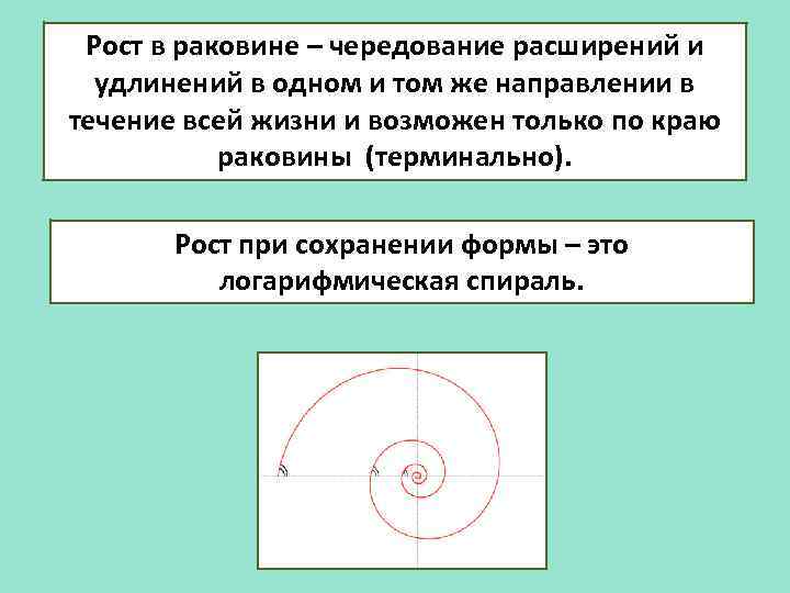 Рост в раковине – чередование расширений и удлинений в одном и том же направлении