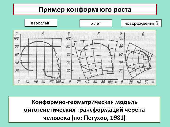 Пример конформного роста взрослый 5 лет новорожденный Конформно-геометрическая модель онтогенетических трансформаций черепа человека (по: