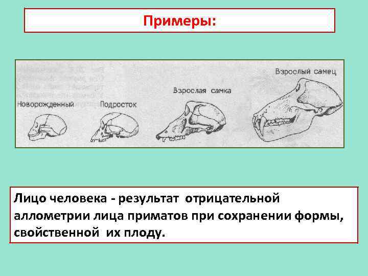 Примеры: Лицо человека - результат отрицательной аллометрии лица приматов при сохранении формы, свойственной их