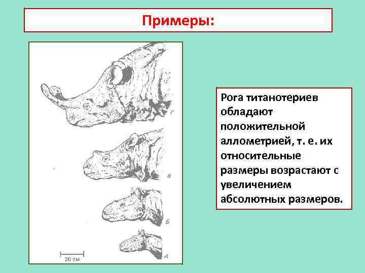 Примеры: Рога титанотериев обладают положительной аллометрией, т. е. их относительные размеры возрастают с увеличением