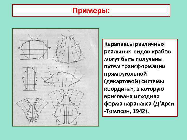 Примеры: Карапаксы различных реальных видов крабов могут быть получены путем трансформации прямоугольной (декартовой) системы