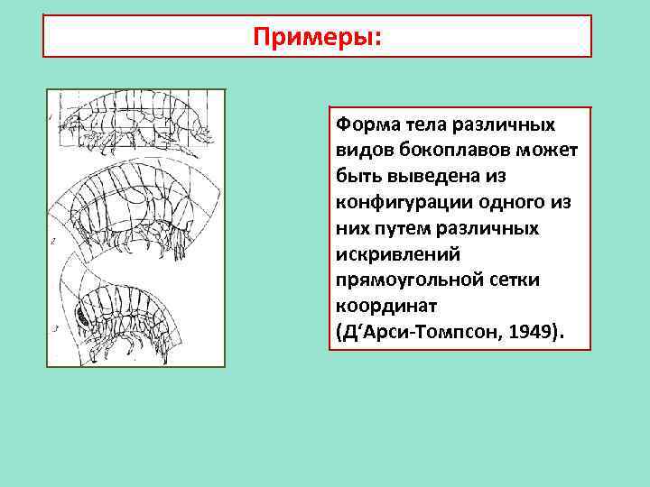 Примеры: Форма тела различных видов бокоплавов может быть выведена из конфигурации одного из них