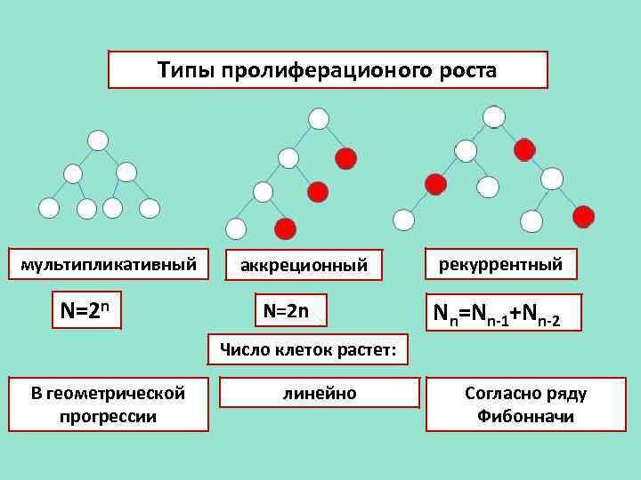 Тип ростов. Пролиферационный рост. Мультипликативный рост. Пролиферауицонный рост. Типы роста клеток.