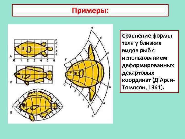 Примеры: Сравнение формы тела у близких видов рыб с использованием деформированных декартовых координат (Д‘Арси.