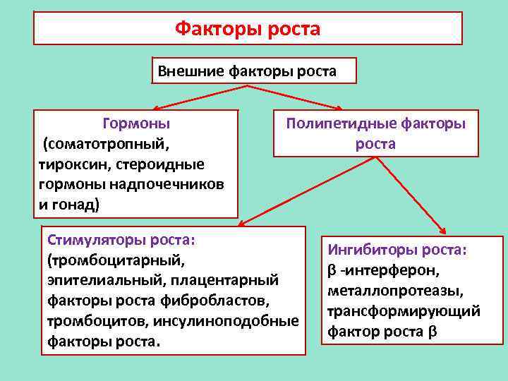 Факторы роста Внешние факторы роста Гормоны (соматотропный, тироксин, стероидные гормоны надпочечников и гонад) Полипетидные