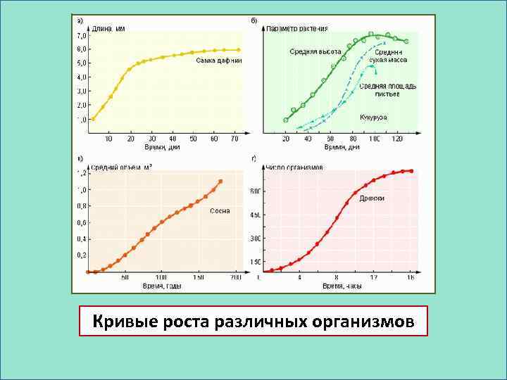 Кривые роста различных организмов 