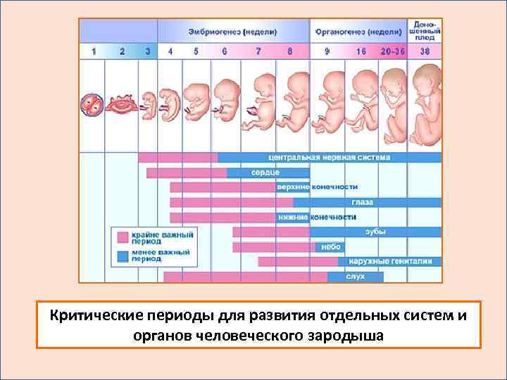 Критические периоды для развития отдельных систем и органов человеческого зародыша 