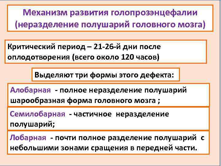 Механизм развития голопрозэнцефалии (неразделение полушарий головного мозга) Критический период – 21 -26 -й дни