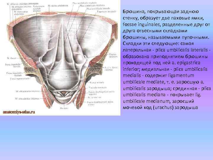 Паховые складки где находятся схема у женщин