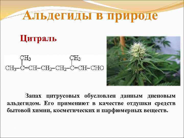 Альдегиды в природе Цитраль Запах цитрусовых обусловлен данным диеновым альдегидом. Его применяют в качестве