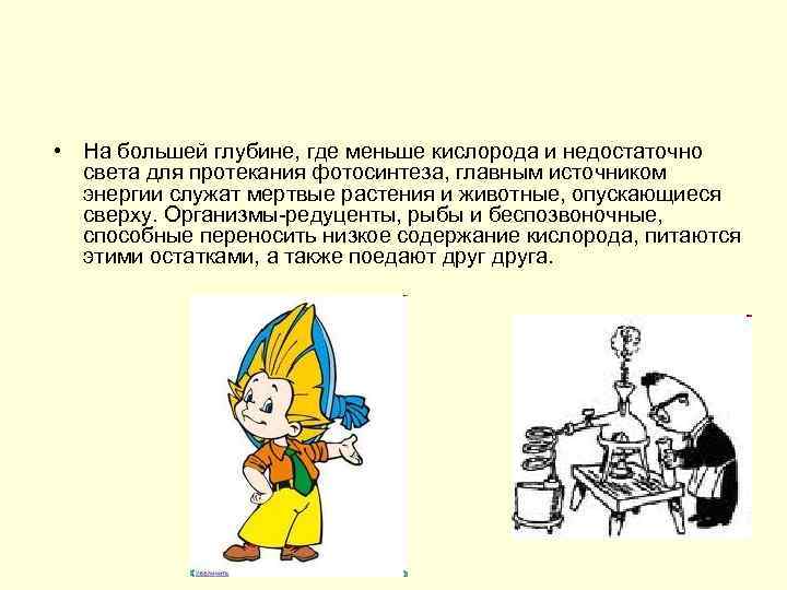  • На большей глубине, где меньше кислорода и недостаточно света для протекания фотосинтеза,