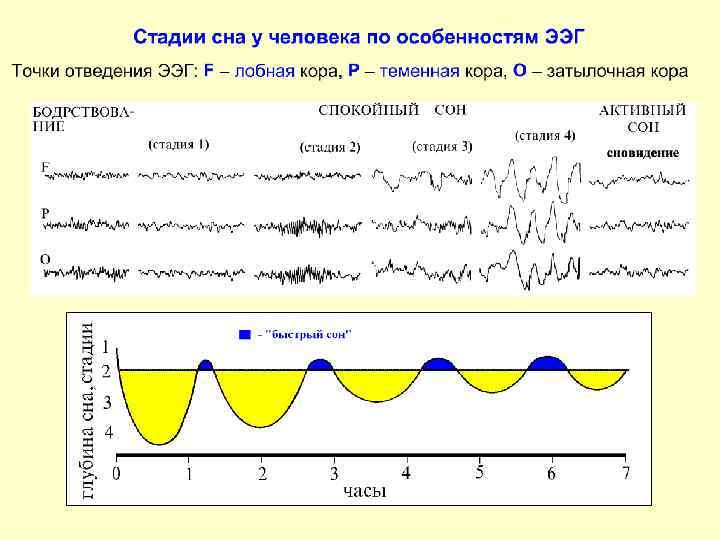 2 фазы сна