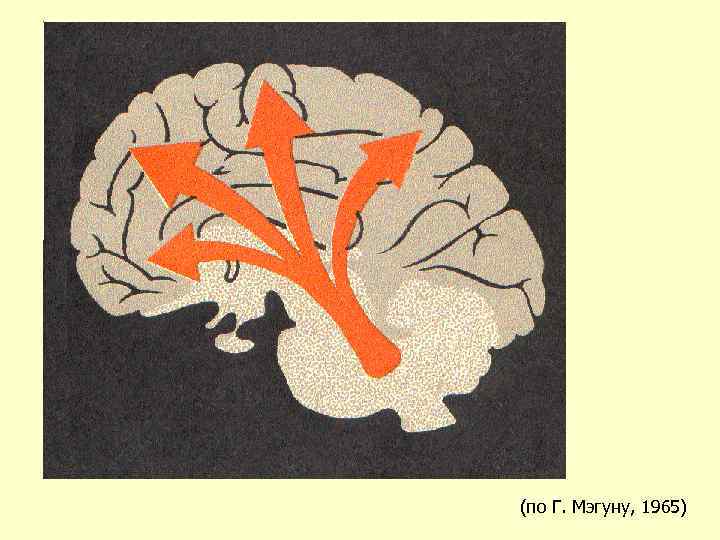 (по Г. Мэгуну, 1965) 