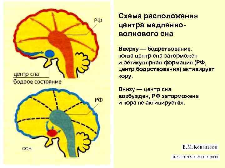 Центр сна в мозге