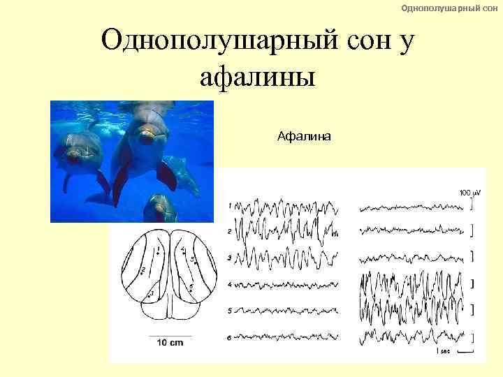 Однополушарный сон у афалины Афалина 