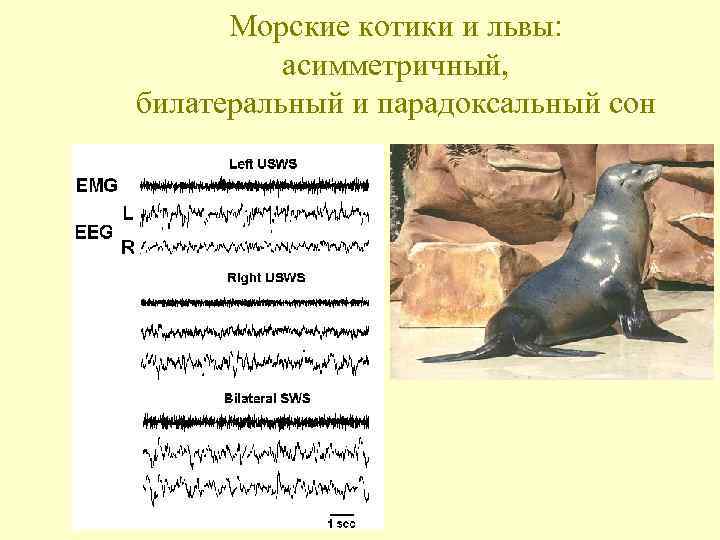 Морские котики и львы: асимметричный, билатеральный и парадоксальный сон 