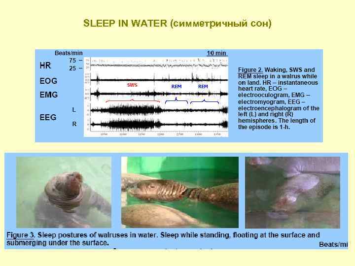 SLEEP IN WATER (симметричный сон) 