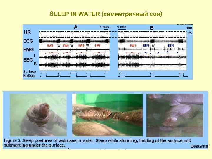 SLEEP IN WATER (симметричный сон) 