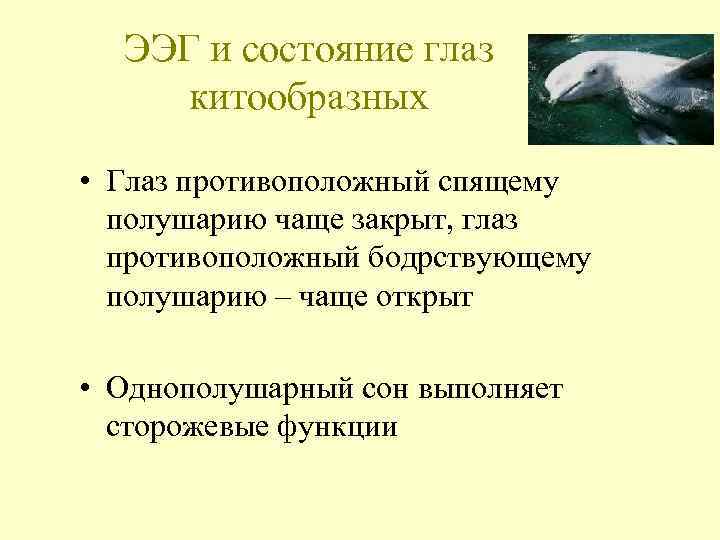 ЭЭГ и состояние глаз китообразных • Глаз противоположный спящему полушарию чаще закрыт, глаз противоположный