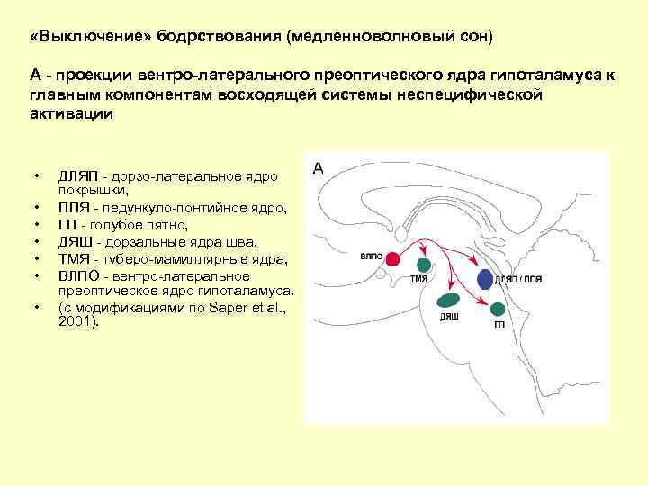  «Выключение» бодрствования (медленноволновый сон) А - проекции вентро-латерального преоптического ядра гипоталамуса к главным