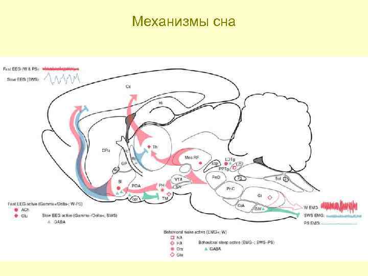 Бодрствование и сон схема