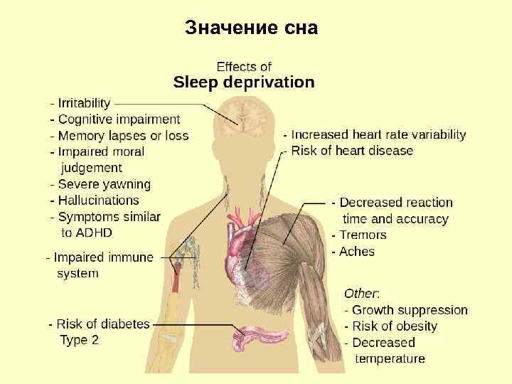 Значение сна 