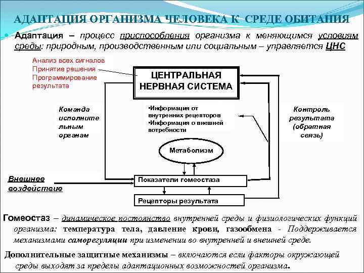 Процесс приспособления организма