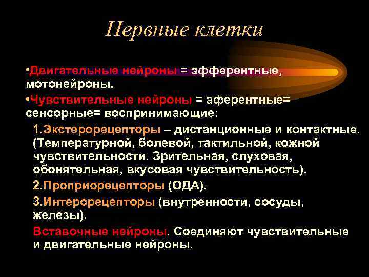 Нервные клетки • Двигательные нейроны = эфферентные, мотонейроны. • Чувствительные нейроны = аферентные= сенсорные=