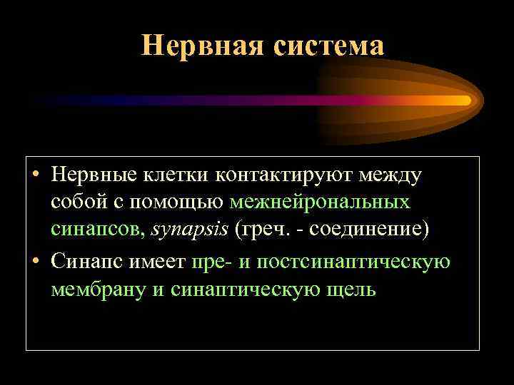Нервная система • Нервные клетки контактируют между собой с помощью межнейрональных синапсов, synapsis (греч.