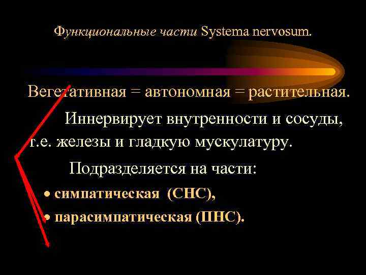 Функциональные части Systema nervosum. Вегетативная = автономная = растительная. Иннервирует внутренности и сосуды, т.