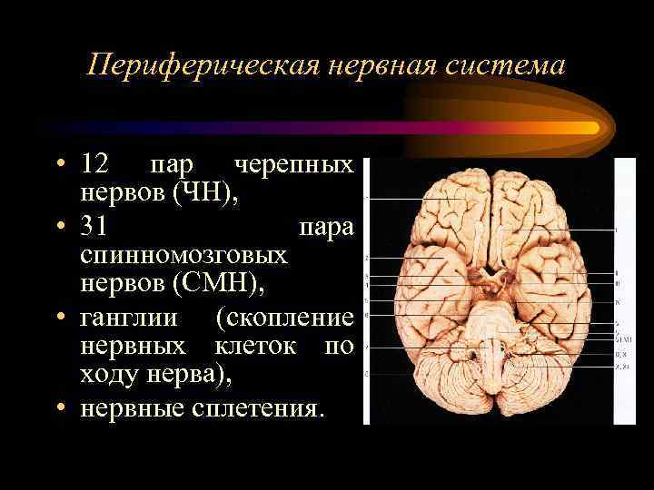 Периферическая нервная система • 12 пар черепных нервов (ЧН), • 31 пара спинномозговых нервов