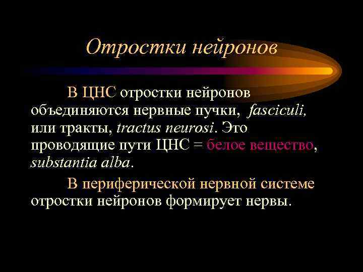 Отростки нейронов В ЦНС отростки нейронов объединяются нервные пучки, fasciculi, или тракты, tractus neurosi.