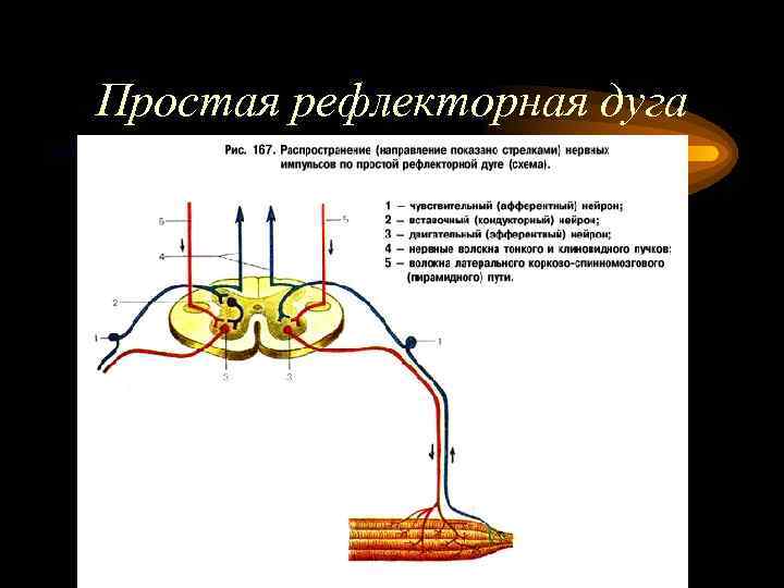 Действия рефлекторной дуги. Рефлекторная дуга неврология. Простая рефлекторная дуга. Простая и сложная рефлекторная дуга. Схема простой рефлекторной дуги.