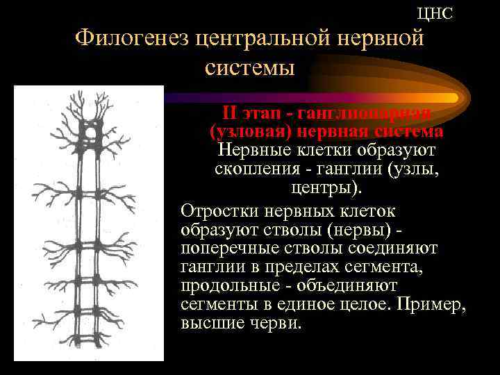 Сетчатая нервная. Узловая нервная система. Филогенез нервной системы. Ганглионарная нервная система. Узловая нервная система схема.