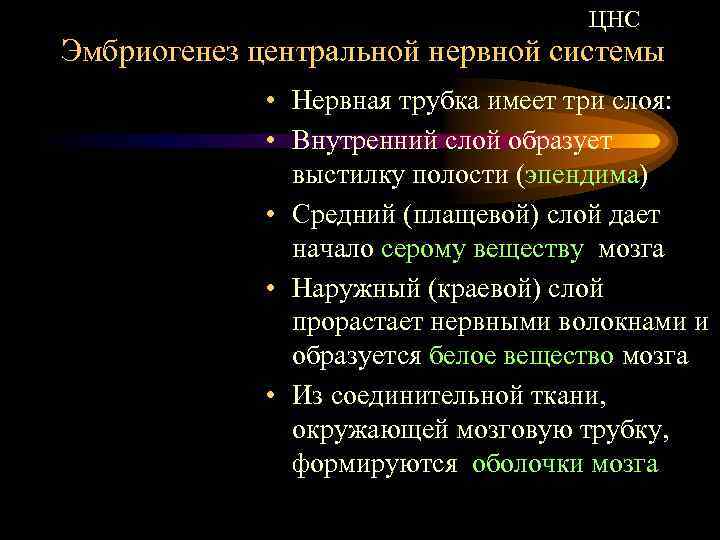 ЦНС Эмбриогенез центральной нервной системы • Нервная трубка имеет три слоя: • Внутренний слой