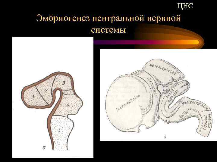ЦНС Эмбриогенез центральной нервной системы 