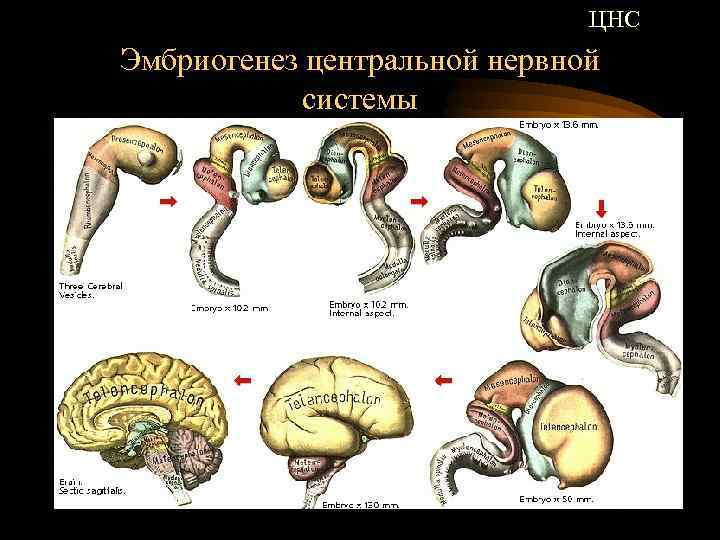 ЦНС Эмбриогенез центральной нервной системы 